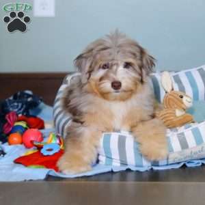 Rory, Mini Aussiedoodle Puppy
